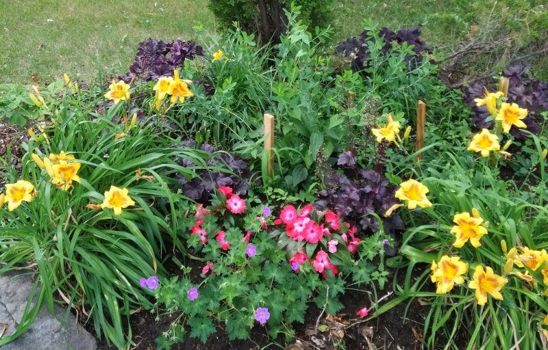MON JARDIN INDIGO & GARANCE & GAUDE